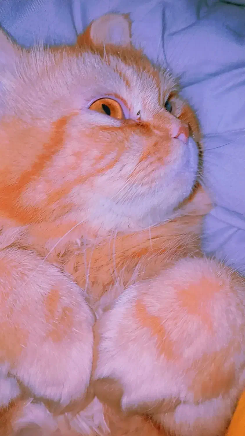 واگذاری گربه ملوس|گربه|دوگنبدان, |دیوار