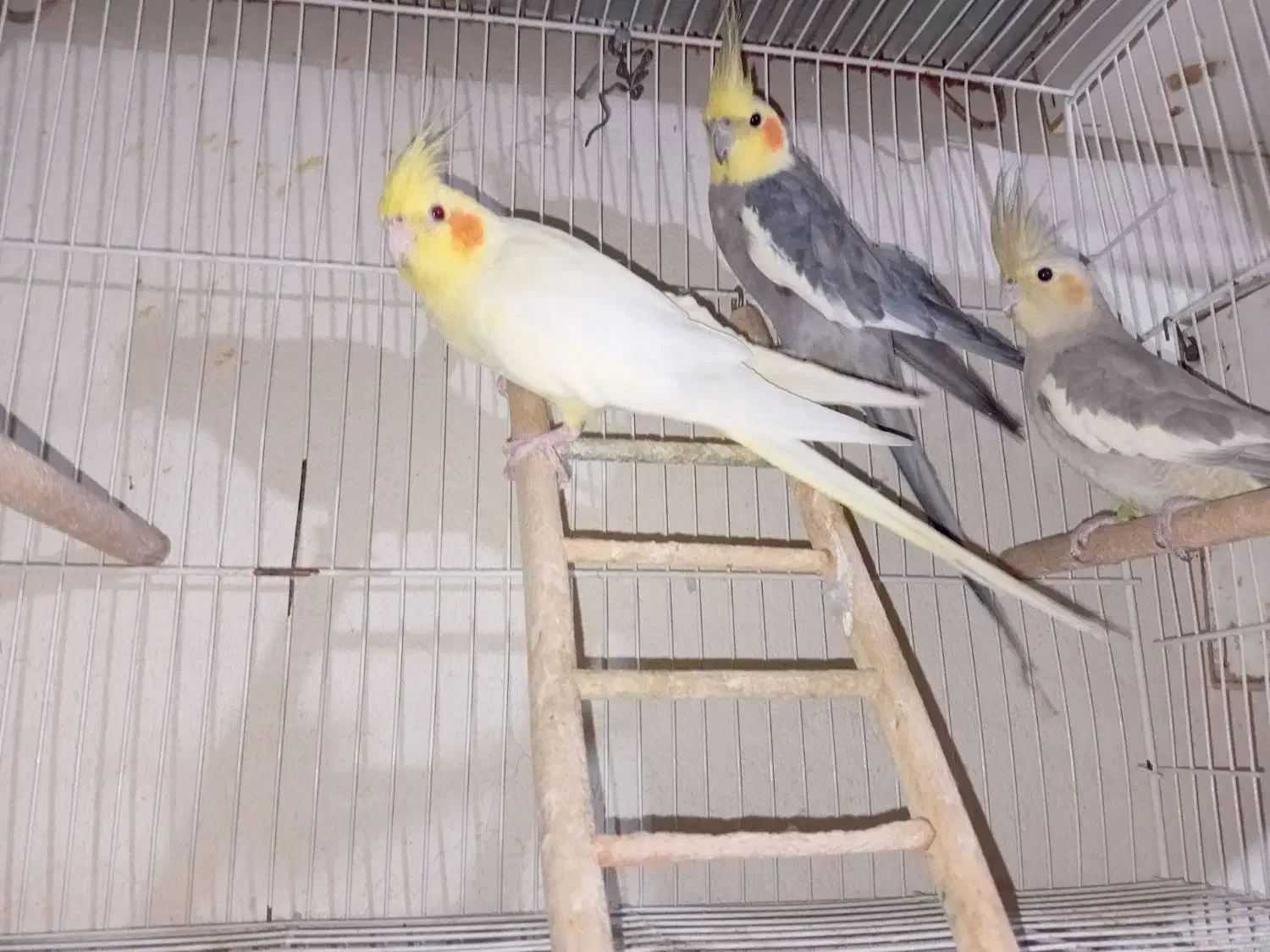 عروس هلندی|پرنده|سیرجان, |دیوار