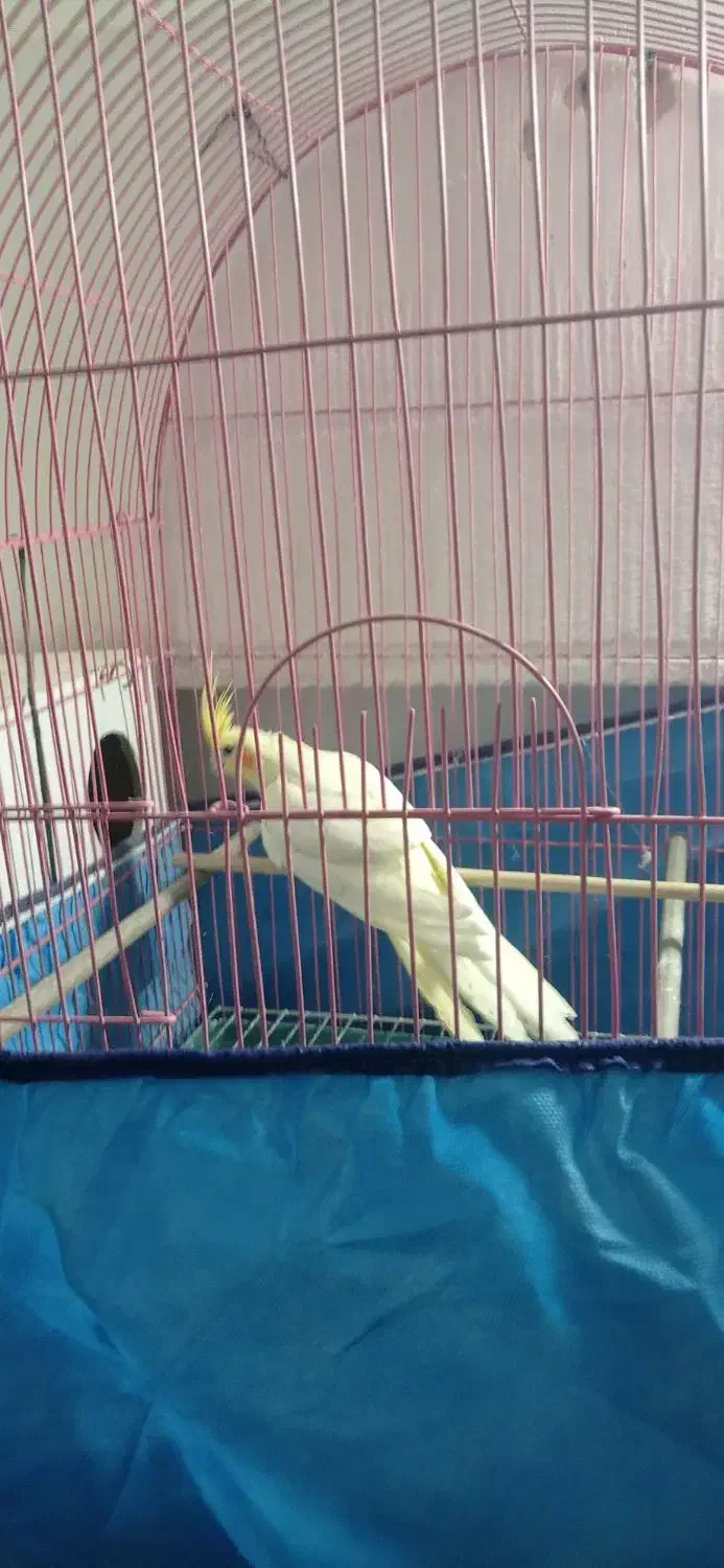 یک جفت عروس هلندی مولد و دو عدد جوجه 6ماهه|پرنده|فلاورجان, |دیوار