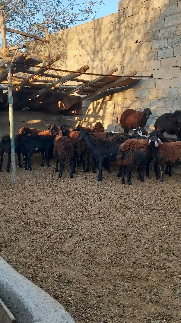 گوسفند. ۲۰راسبرهمادهقرهقزلافشارآبستندرجه۱|حیوانات مزرعه|بناب, |دیوار