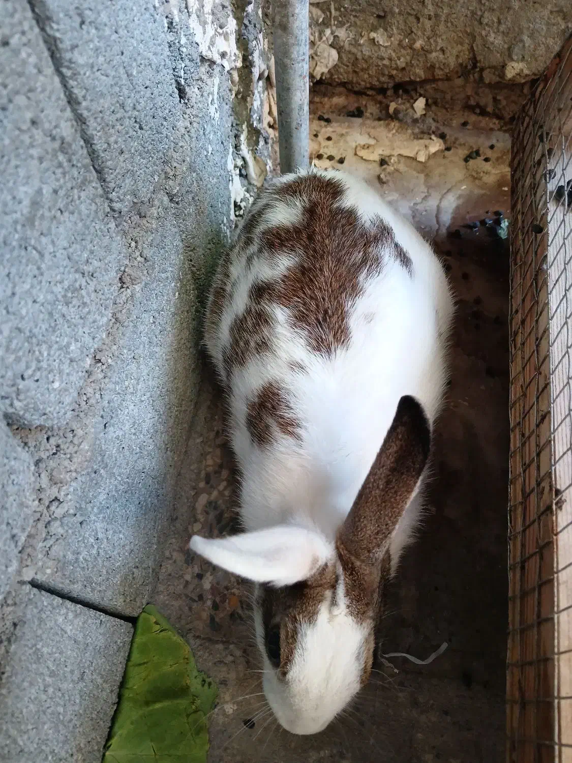 خرگوش|موش و خرگوش|بندرعباس, |دیوار