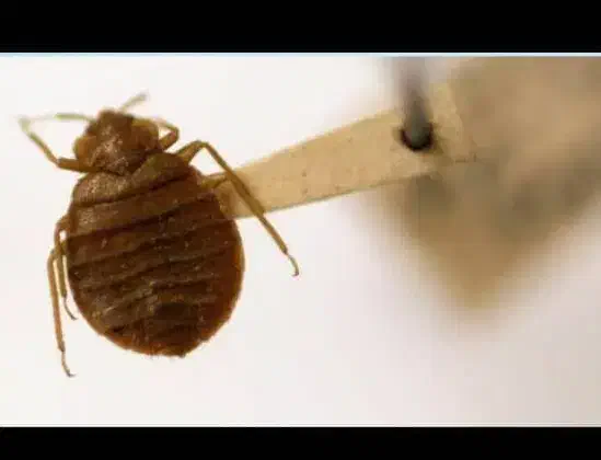 ریشه کنی ساس|خدمات نظافت|کیش, |دیوار