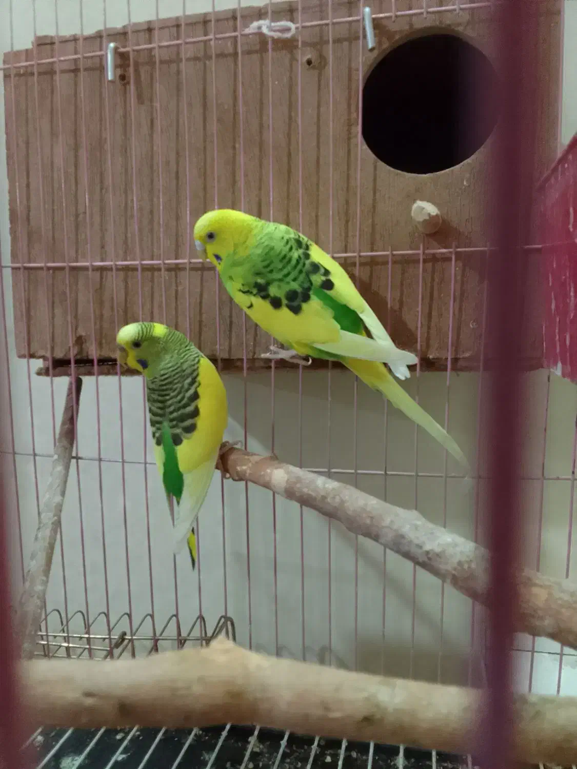 مرغ عشق|پرنده|جلفا, |دیوار