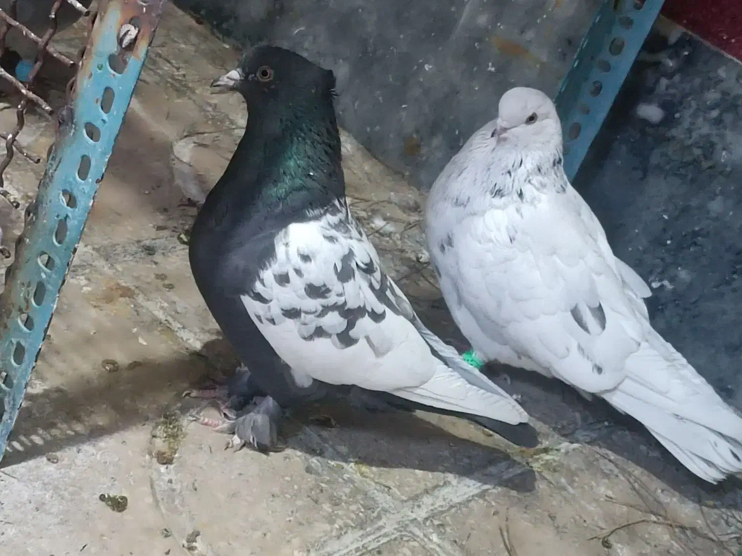 کبوتر سینه.زاغ آبادانی.سوسنی|پرنده|مرودشت, ابوذر جنوبی|دیوار