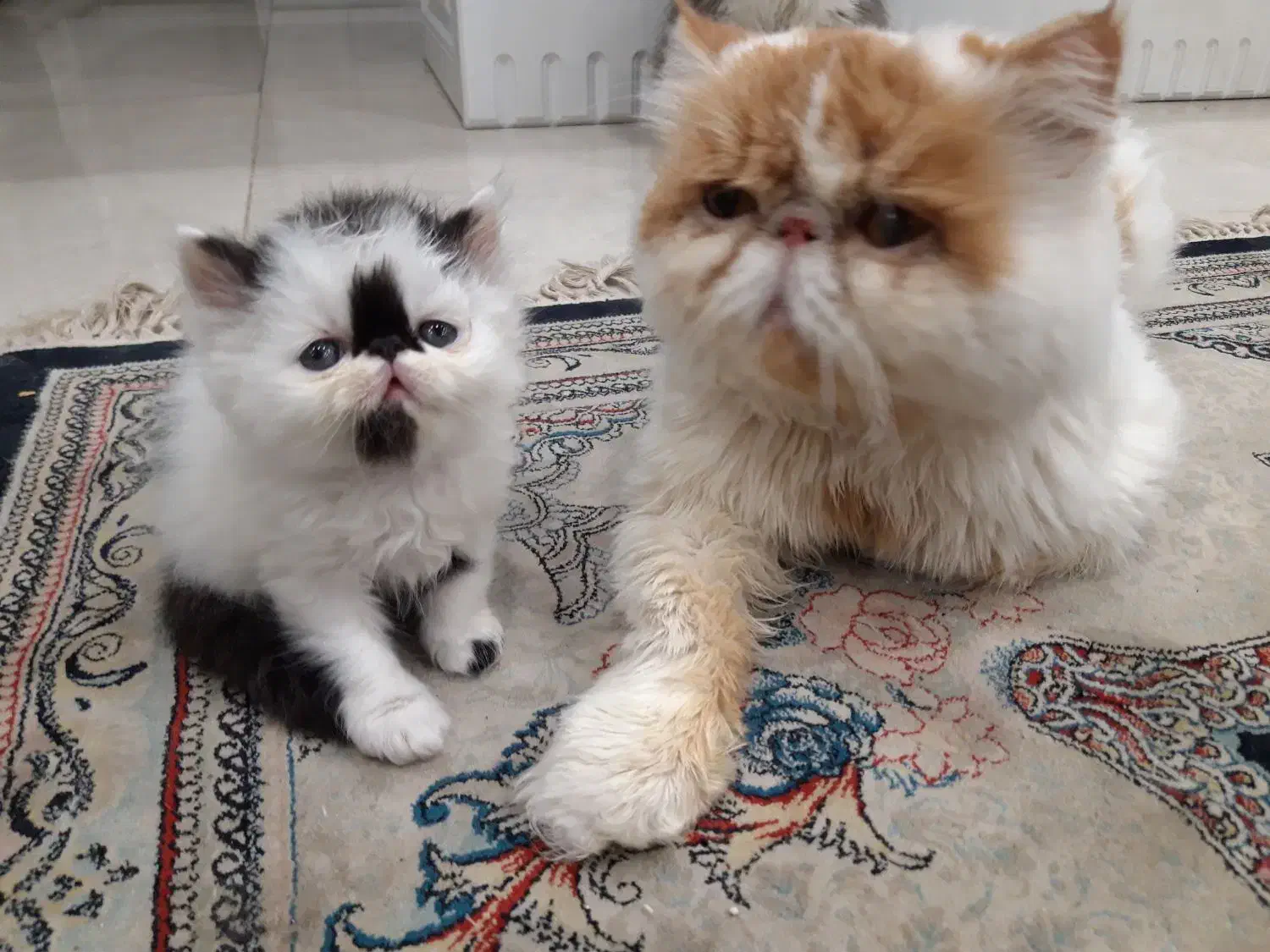 پرشین نرو ماده ۲ماهه|گربه|کهریزک, |دیوار