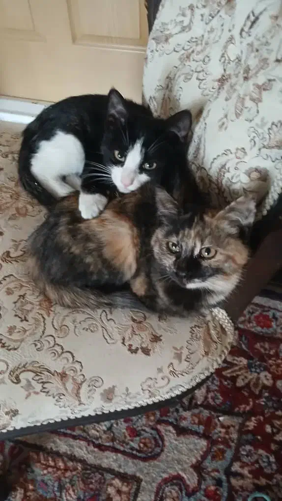 واگذاری دو عدد بچه گربه|گربه|کرمان, |دیوار