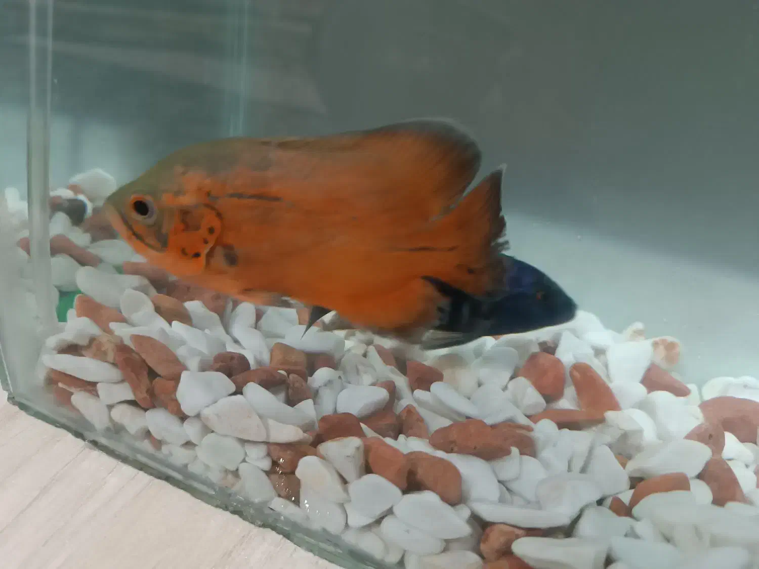 ماهی اسکار و ماهی سیچیلاید|ماهی|ساوه, |دیوار