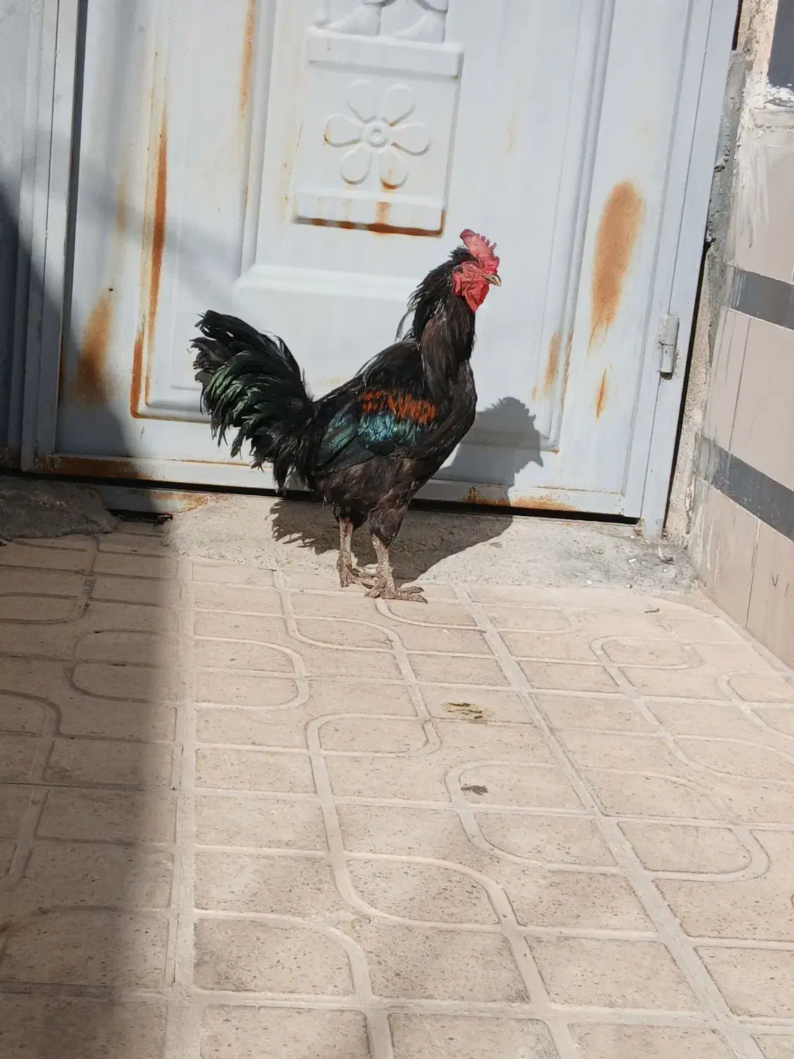 خروس|حیوانات مزرعه|مرودشت, شهرک مهدیه|دیوار