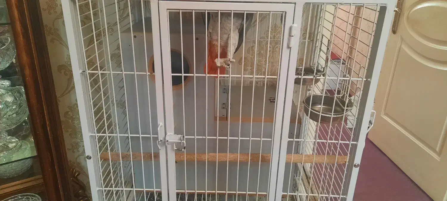 کاسکو دم قرمز نر اماده جفت گیری|پرنده|تبریز, |دیوار