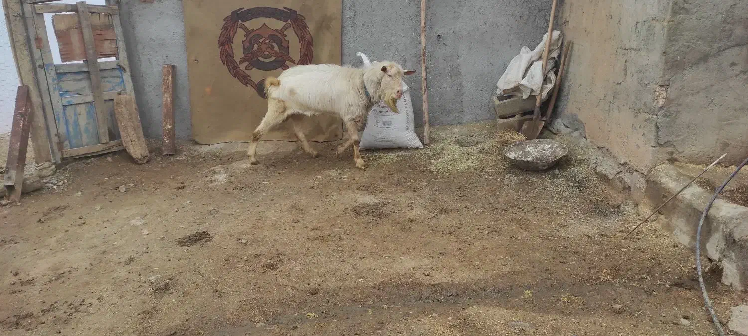 بز سانن نر|حیوانات مزرعه|سرشیو, |دیوار