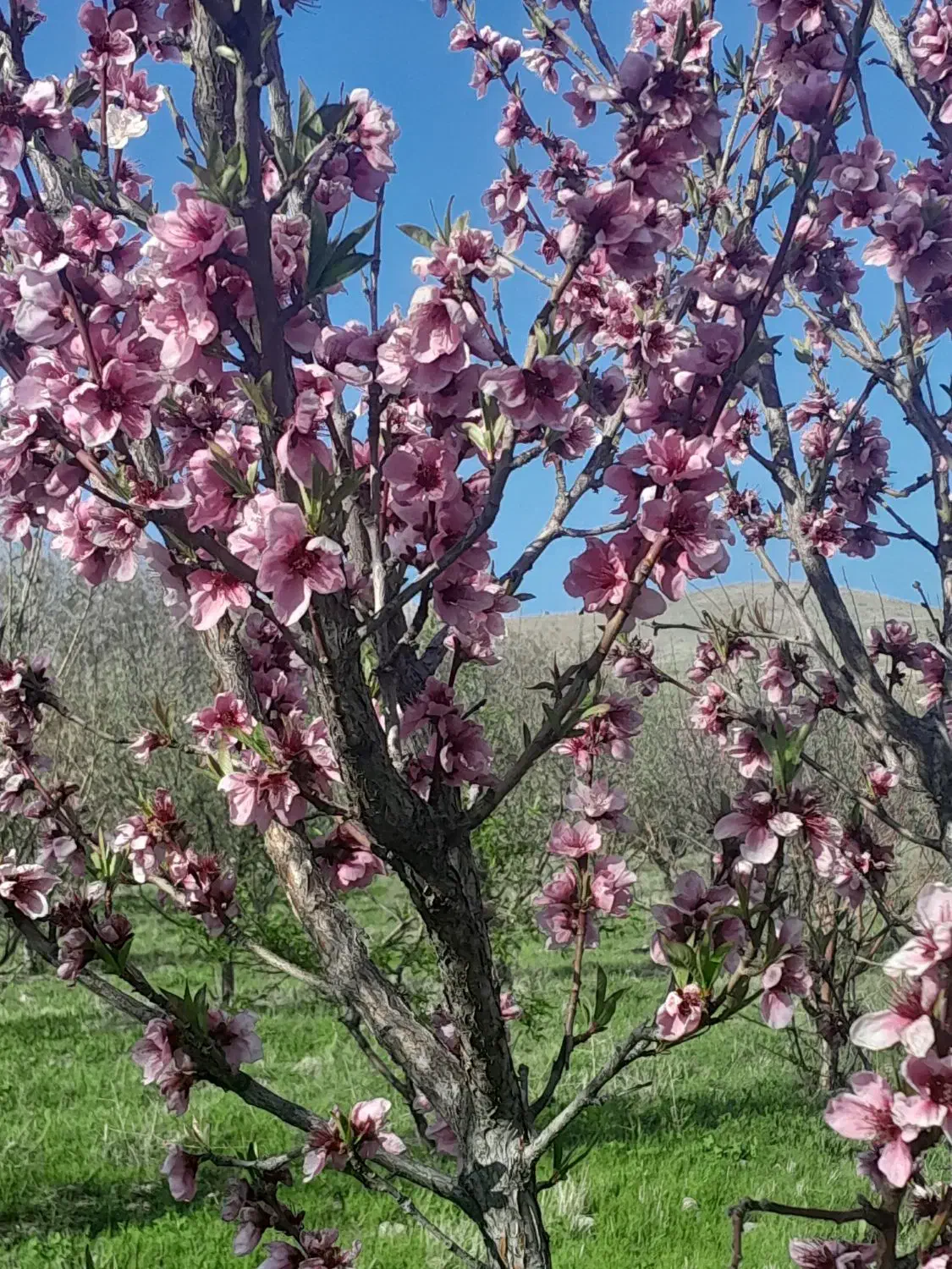 فروش باغ بر جاده آسفالت|فروش دفتر صنعتی، کشاورزی، تجاری|مراغه, |دیوار
