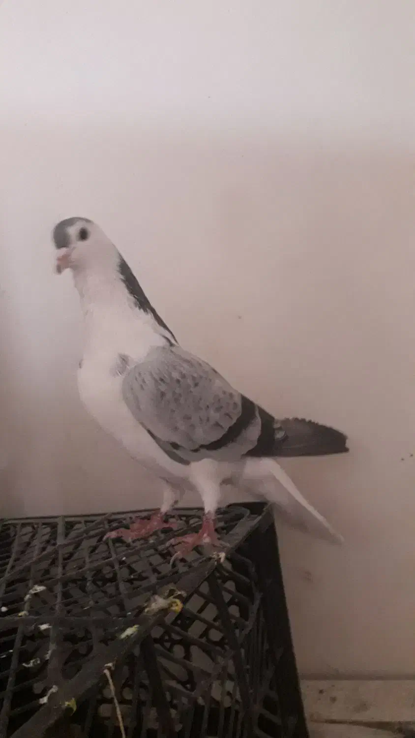 دمگیر پولک دار سر قدیمی|پرنده|اصفهان, هفتون|دیوار