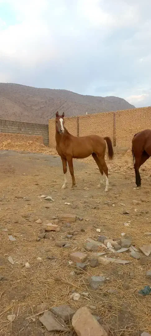 کره اسب مادیون ۱ساله|اسب و تجهیزات اسب‌سواری|ارسنجان, |دیوار