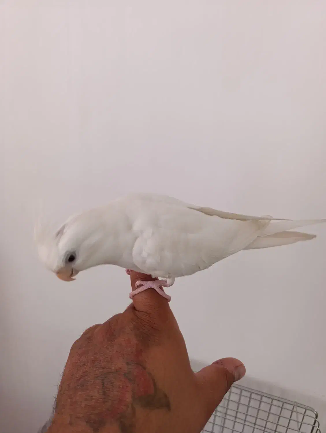 عروس هلندی البینو فول دستی|پرنده|دیلم, |دیوار