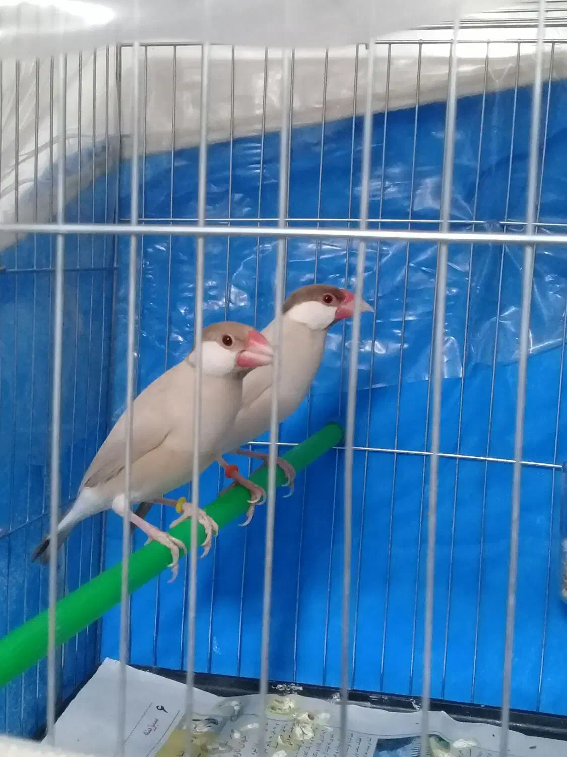 فنج بنگالی. فنج نرگسی.|پرنده|ری, سیزده آبان|دیوار