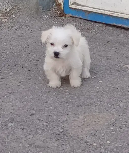 پاکوتاه شیتزو جنسیت نر|سگ|تبریز, |دیوار