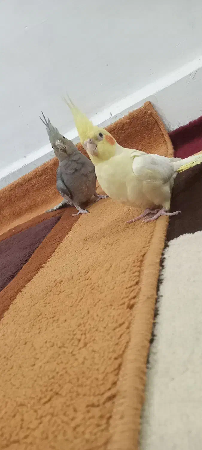 دوتا عروس هلندی نر و ماده|پرنده|اندیمشک, |دیوار