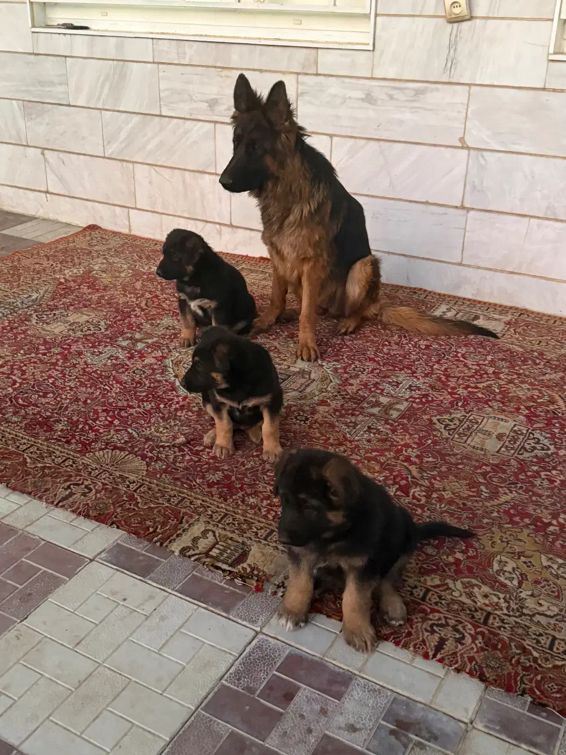 سگ ژرمن|سگ|اراک, |دیوار