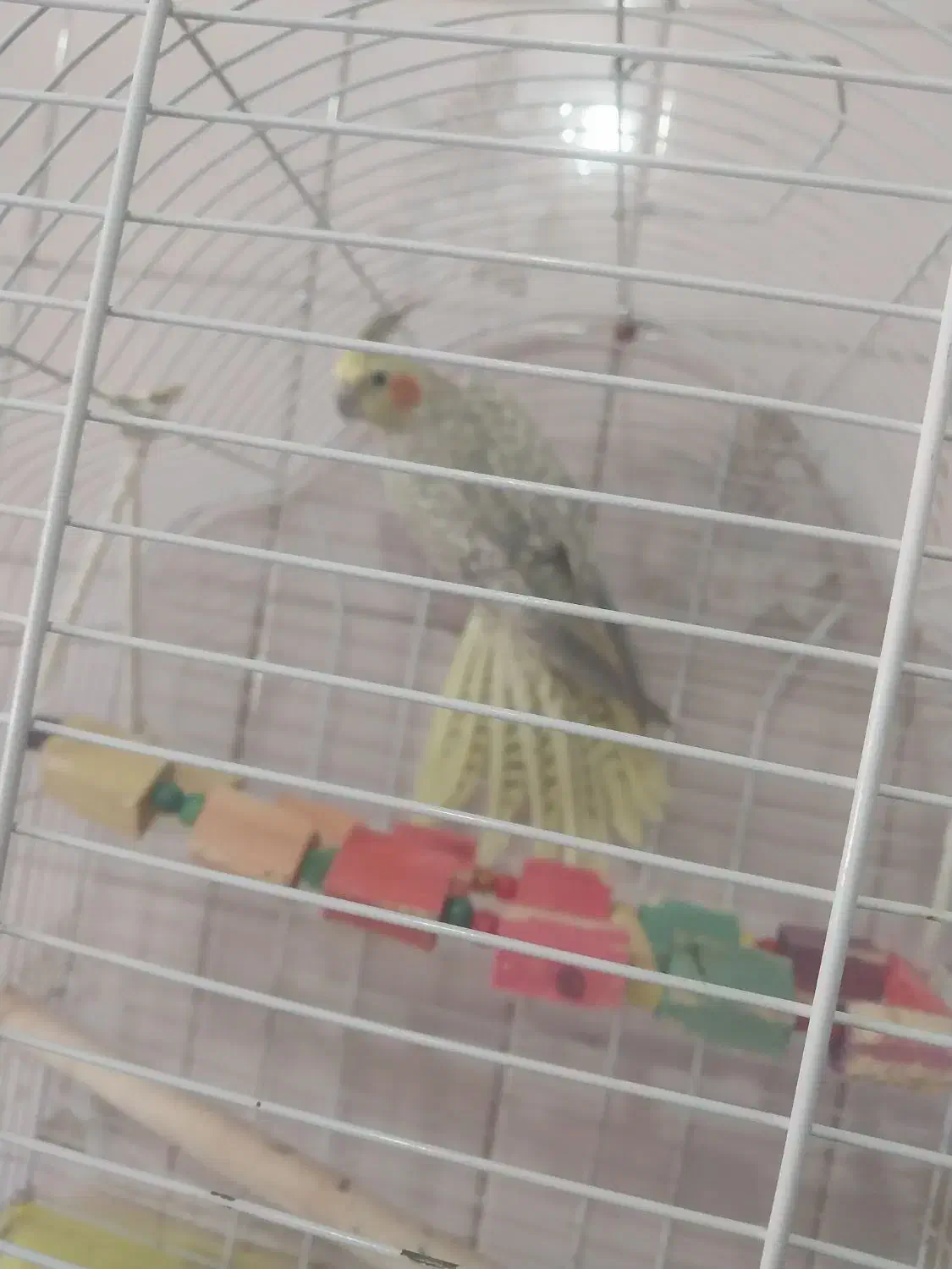 عروس هلندی نر|پرنده|مشگین شهر, |دیوار