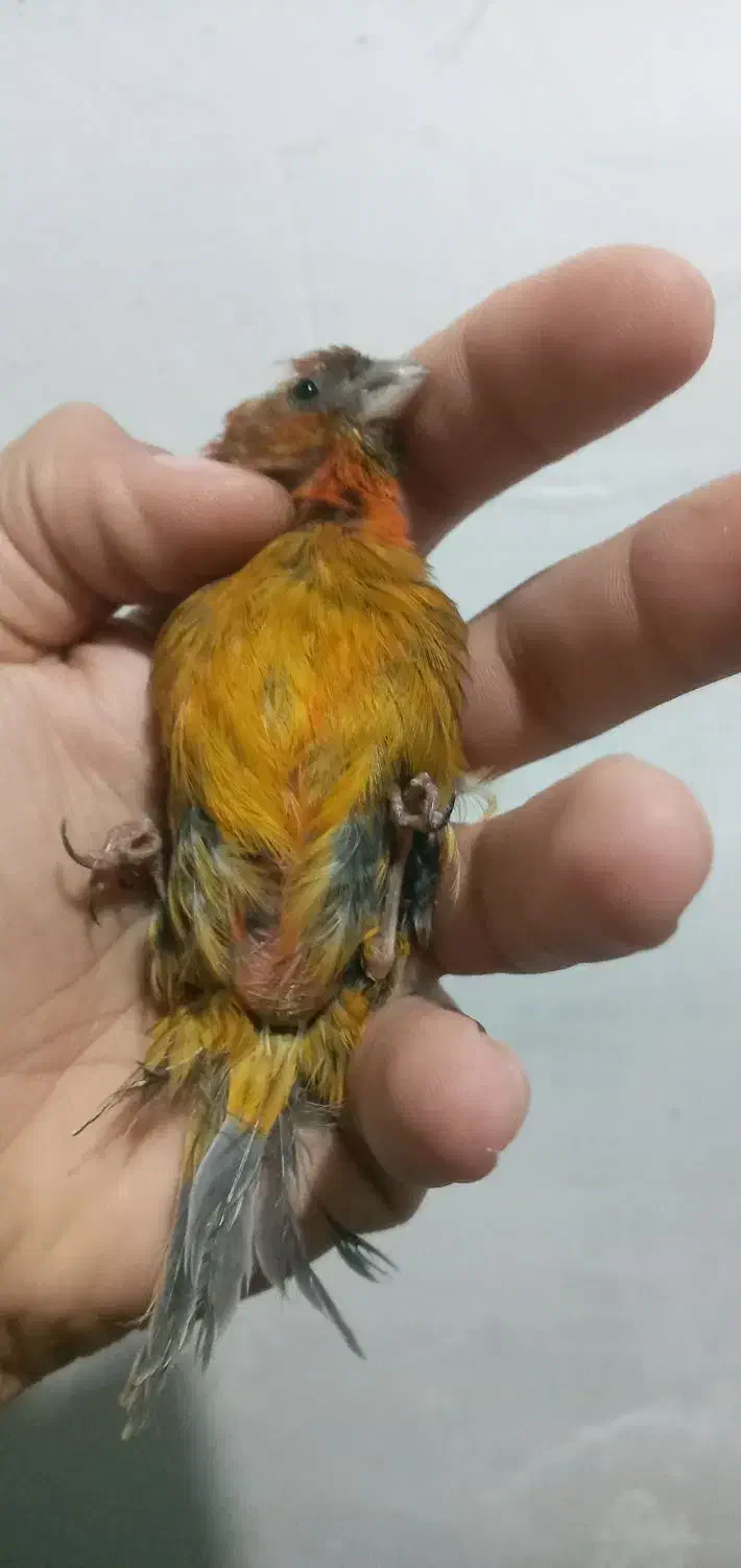 قناری ماده دارچینی سوخته اروجینال آماده|پرنده|بجنورد, |دیوار