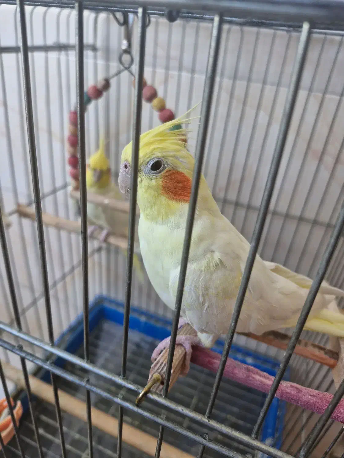 طوطی نژاد لوتینو|پرنده|اسلامآباد غرب, |دیوار