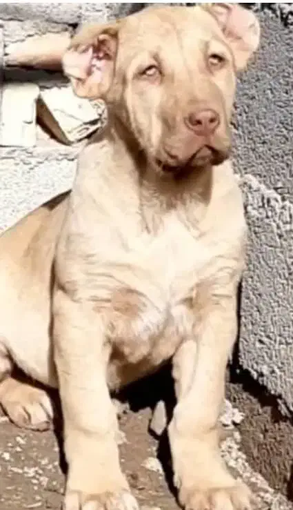 توله سرابی دو ماهه|سگ|تهران, تهرانپارس شرقی|دیوار