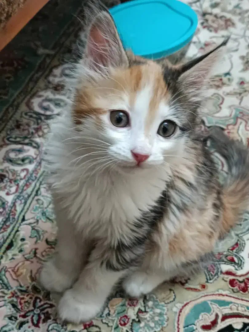 واگذاری بچه گربه ماده|گربه|تهران, والفجر (افسریه)|دیوار