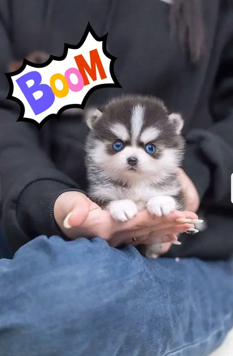 سگ جیبی|سگ|اصفهان, شاه پسند|دیوار