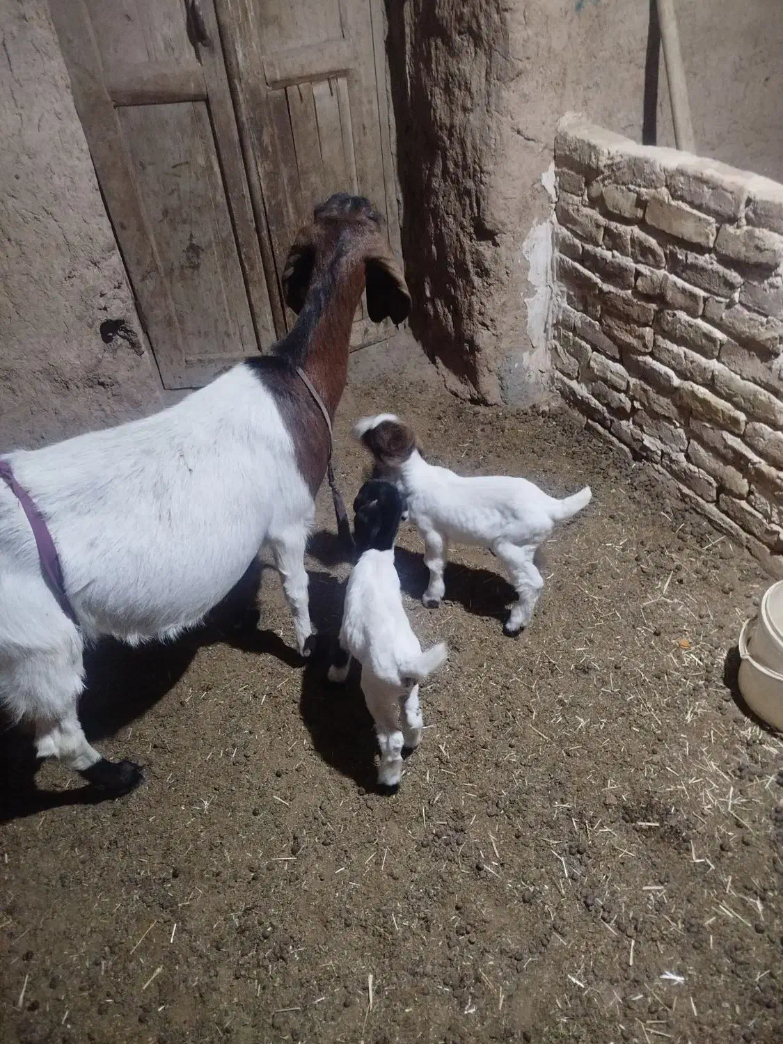 یک عدد بز|حیوانات مزرعه|فرح دشت, |دیوار