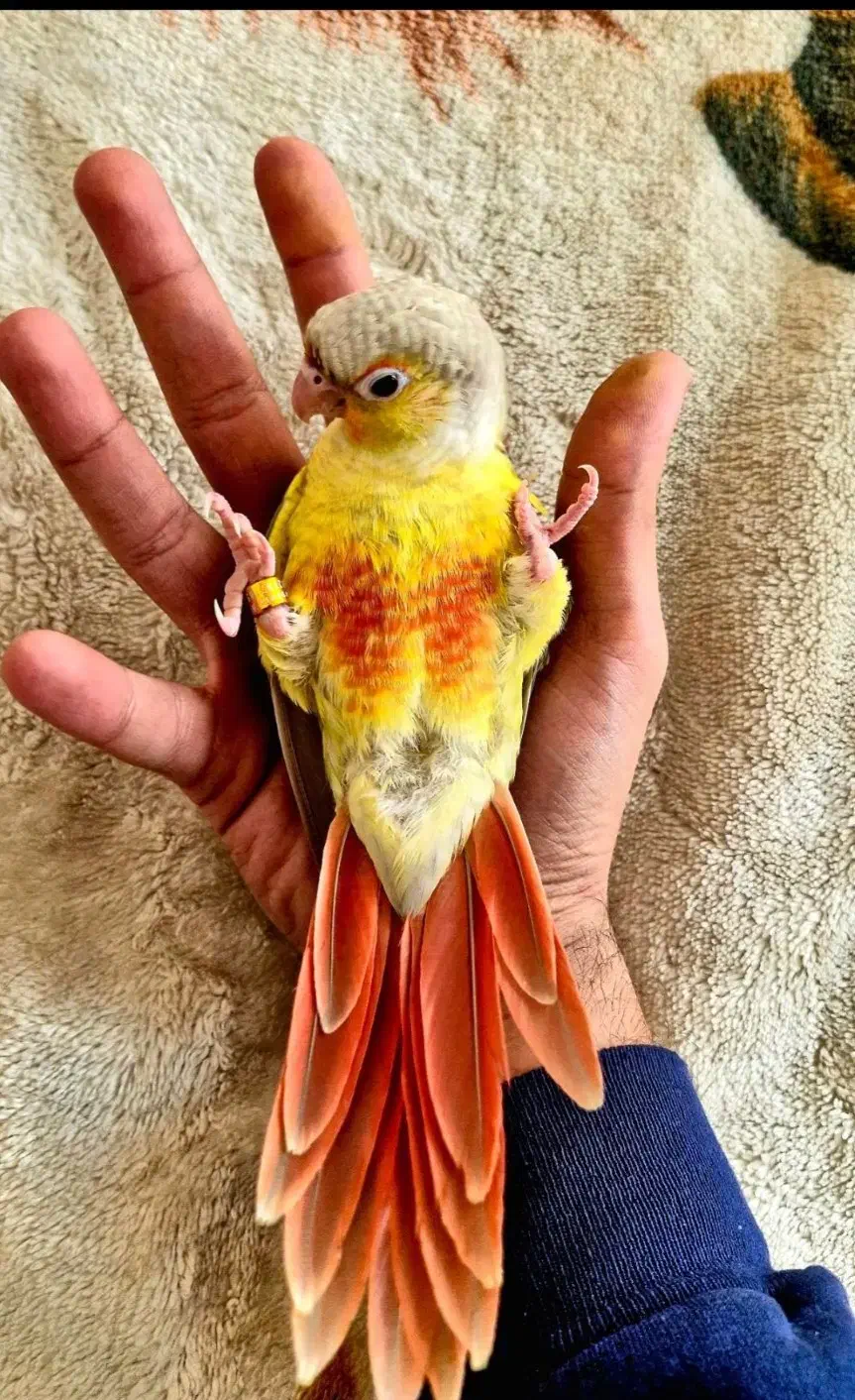 پرنده|پرنده|شهر ری, صالح آباد جنوبی (باغ رضوان)|دیوار