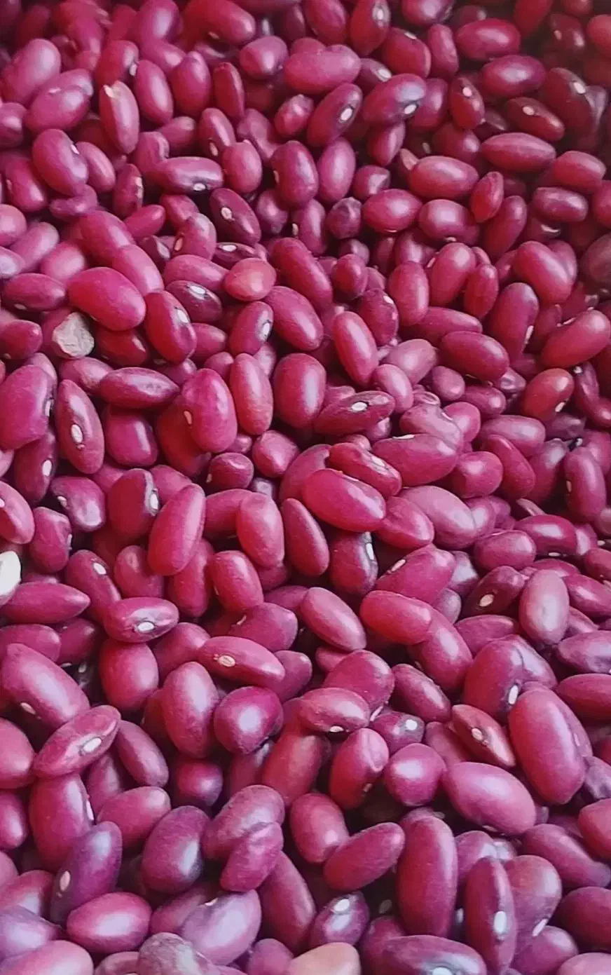 لوبیا|عمده‌فروشی|بزینه رود, |دیوار