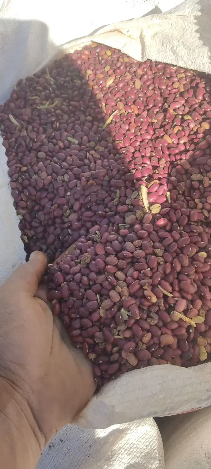 یک تن لوبیا قرمز|خوردنی و آشامیدنی|کوهرنگ, |دیوار