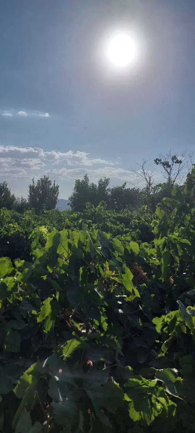 فروش باغ انگور ۱۳۰۰ متر|فروش زمین و ملک کلنگی|خنداب, |دیوار