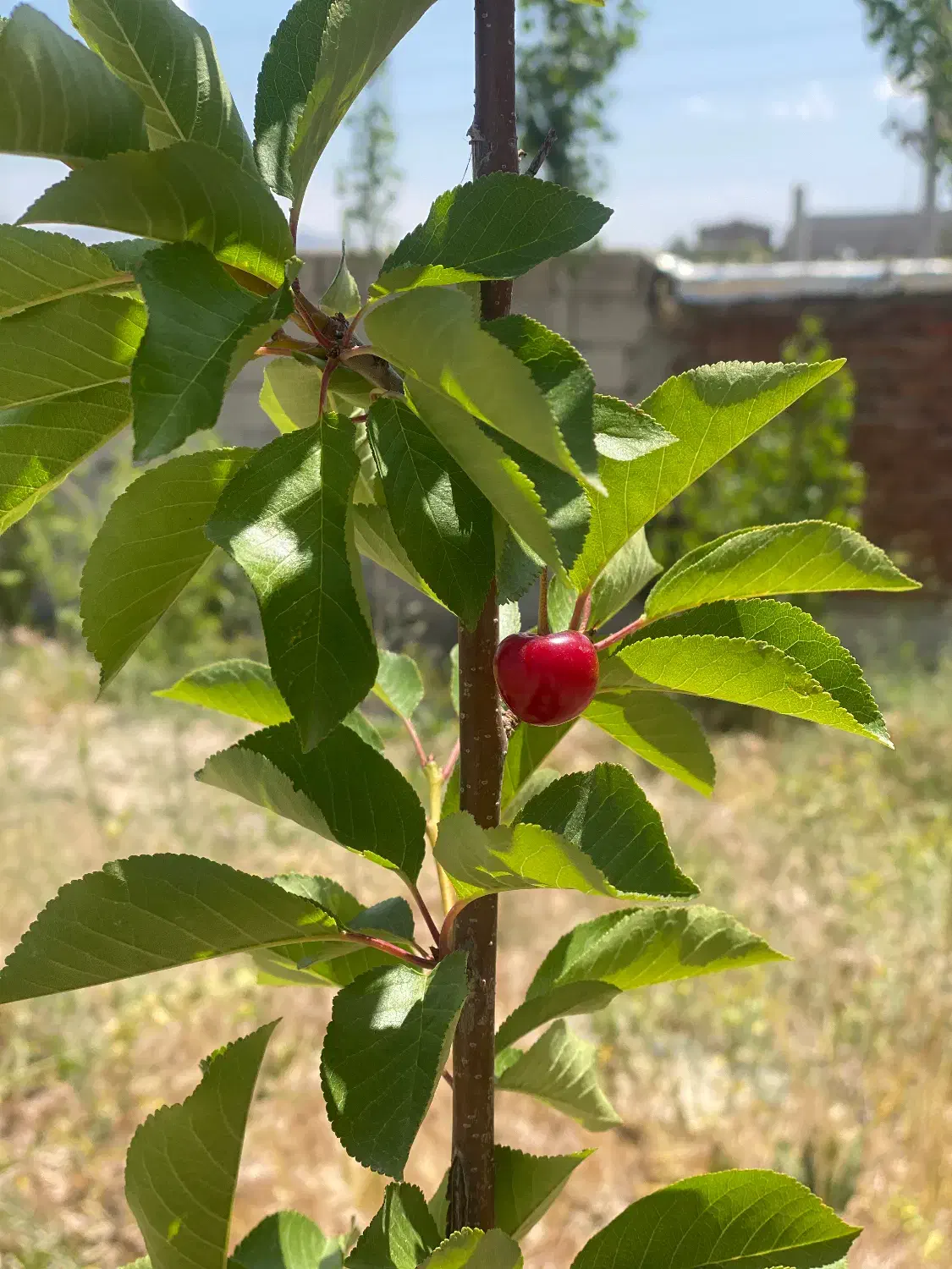 معاوضه باغ ۸۵۰ متری با سالن صنعتی|فروش دفتر صنعتی، کشاورزی، تجاری|باسمنج, |دیوار