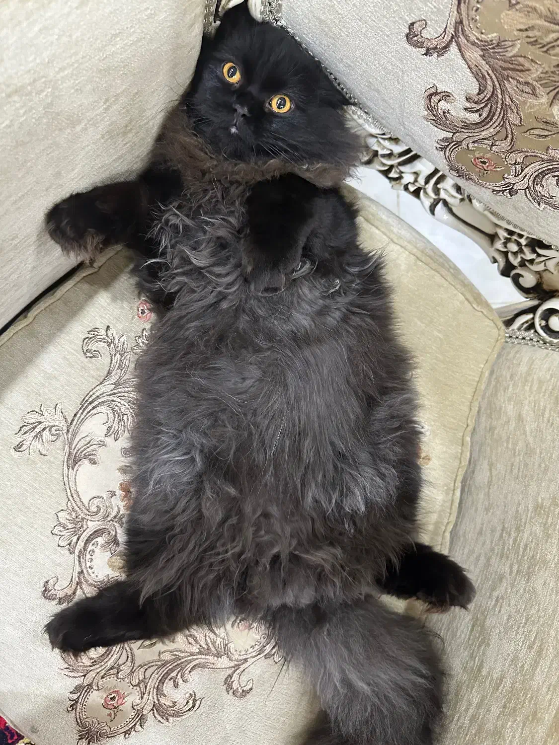 پیشی|گربه|تبریز, |دیوار