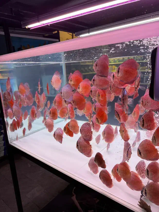 تهران دیسکس فروش دیسکس و تجهیزات اکواریوم پلنت|ماهی|تهران, ستارخان|دیوار