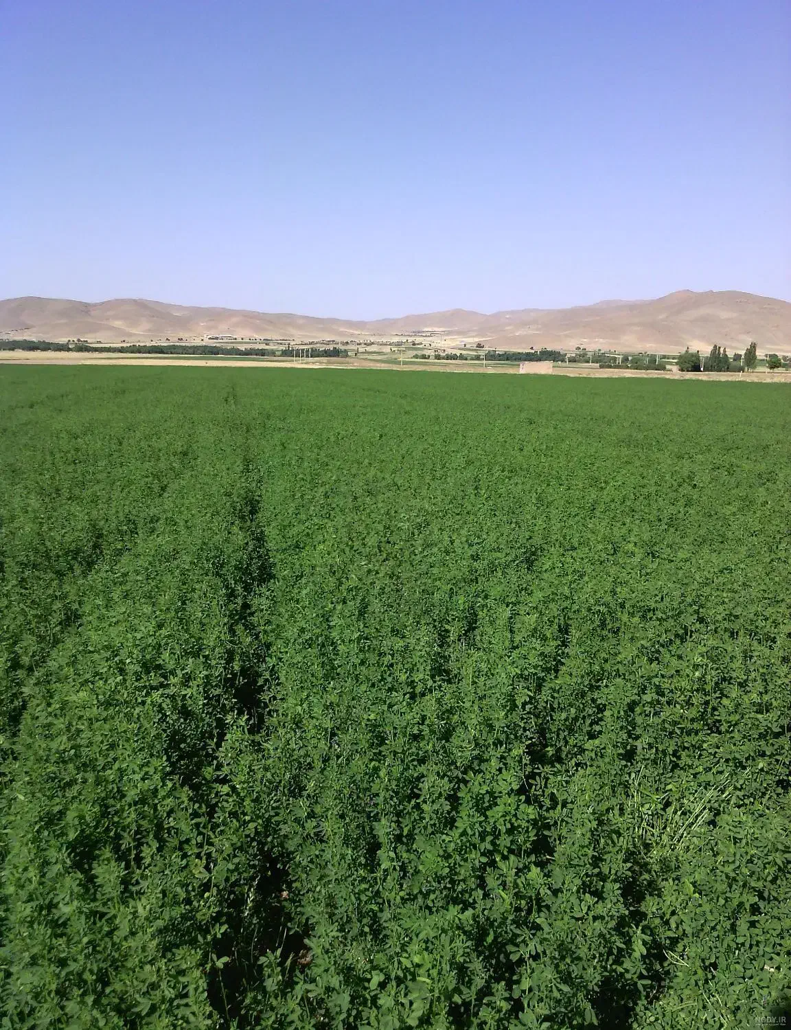 فروش زمین کشاورزی|فروش دفتر صنعتی، کشاورزی، تجاری|آغاجاری, |دیوار