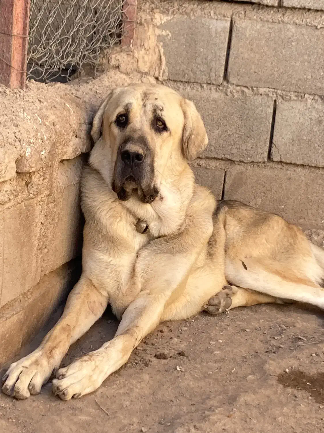 سگ پژدر|سگ|تسوج, |دیوار