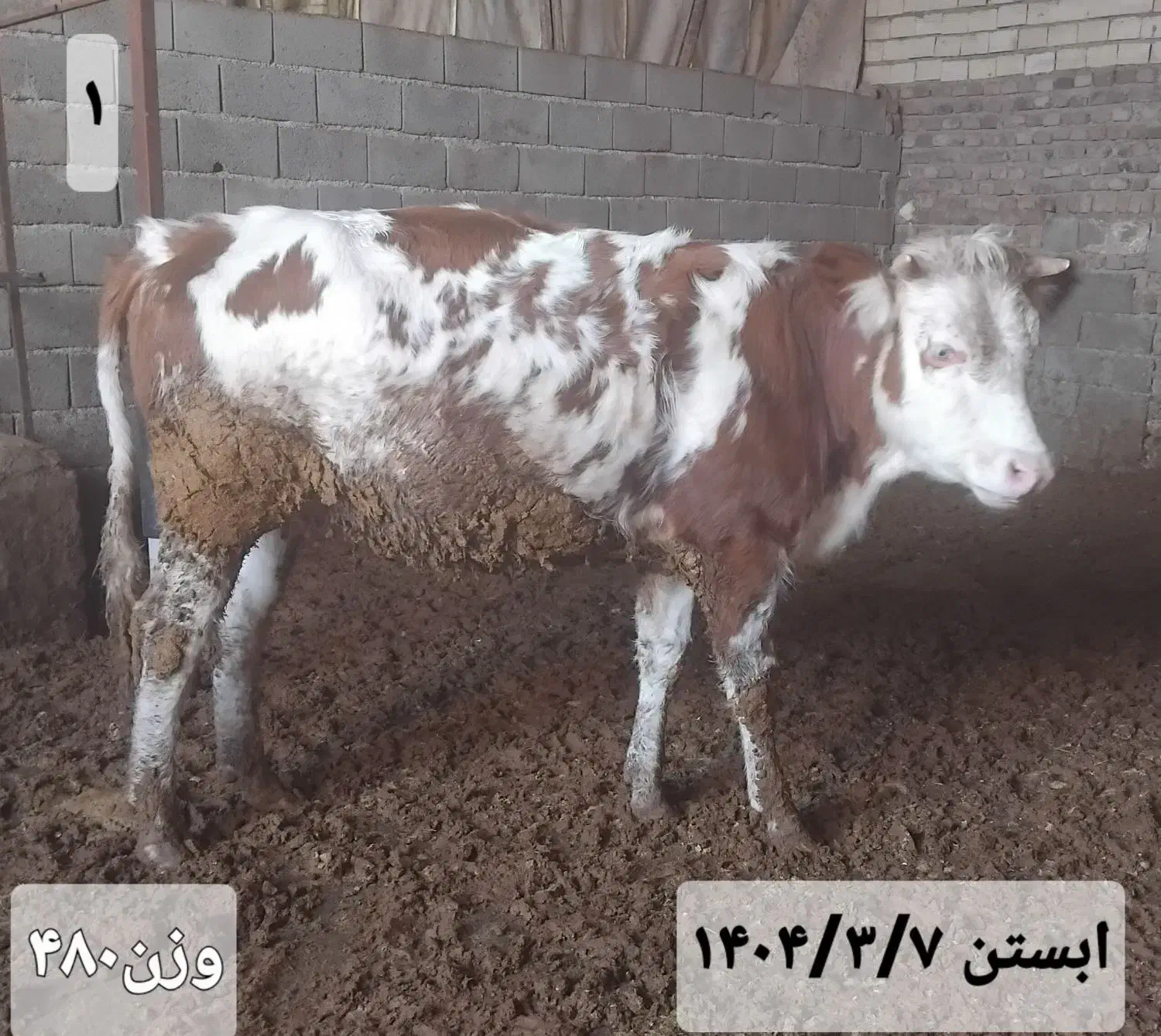 ۶عدد تلیسه|حیوانات مزرعه|زاغه, |دیوار