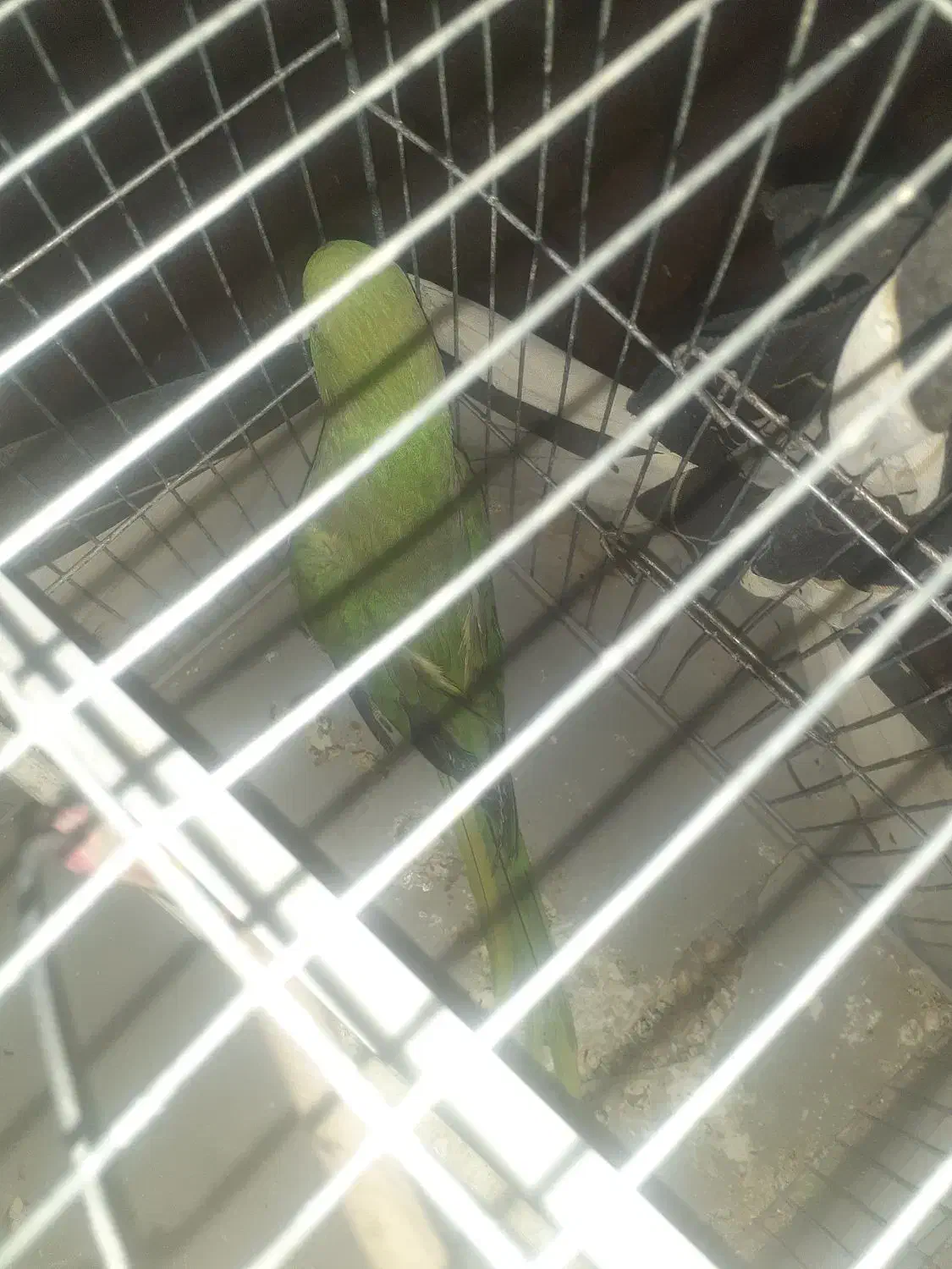 طوطی ملنگو|پرنده|قائن, |دیوار