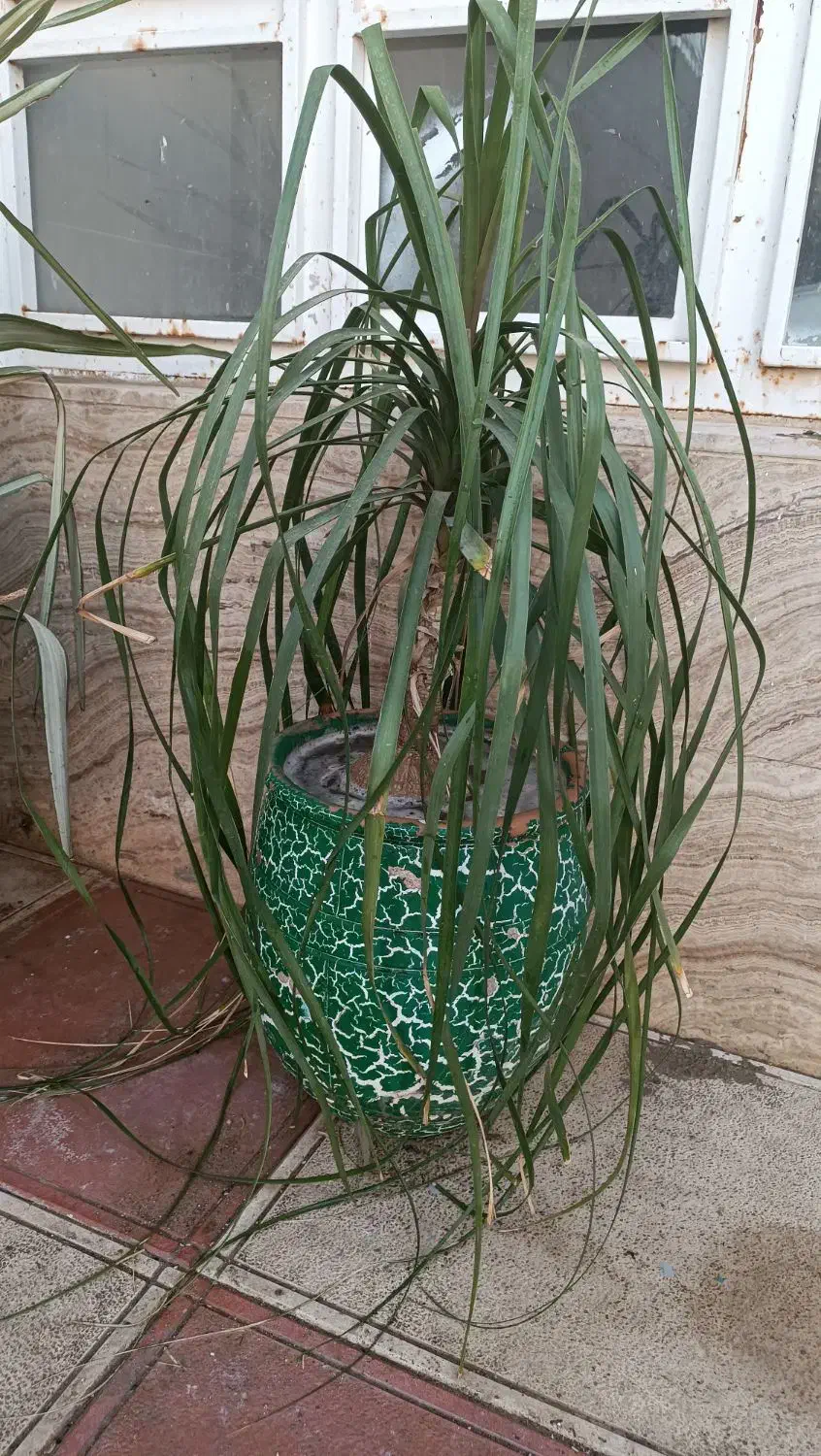 گل های زیبا|گل و گیاه طبیعی|شیراز, باغ تخت|دیوار