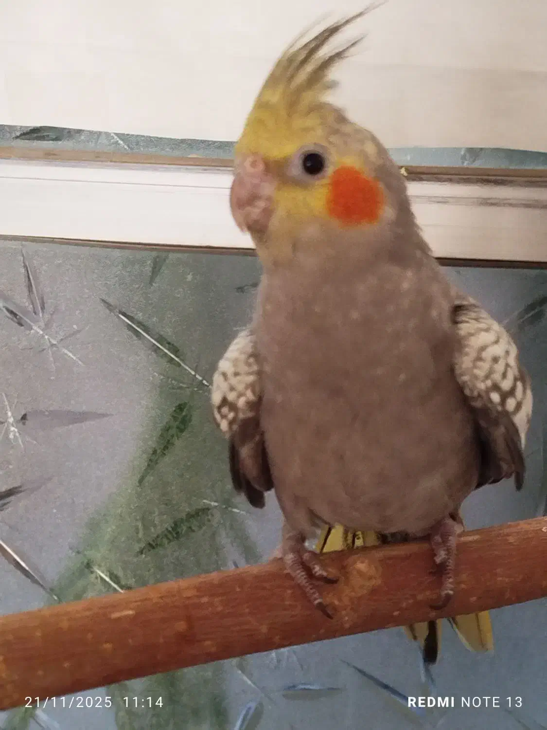 عروس هلندی جوجه|پرنده|یزد, |دیوار