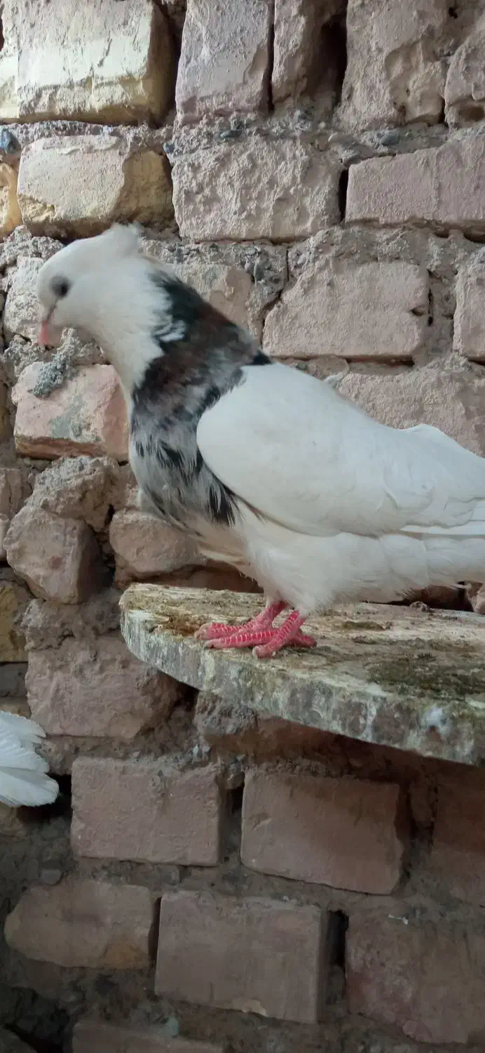 کبوتر|پرنده|سده (خراسان جنوبی), |دیوار