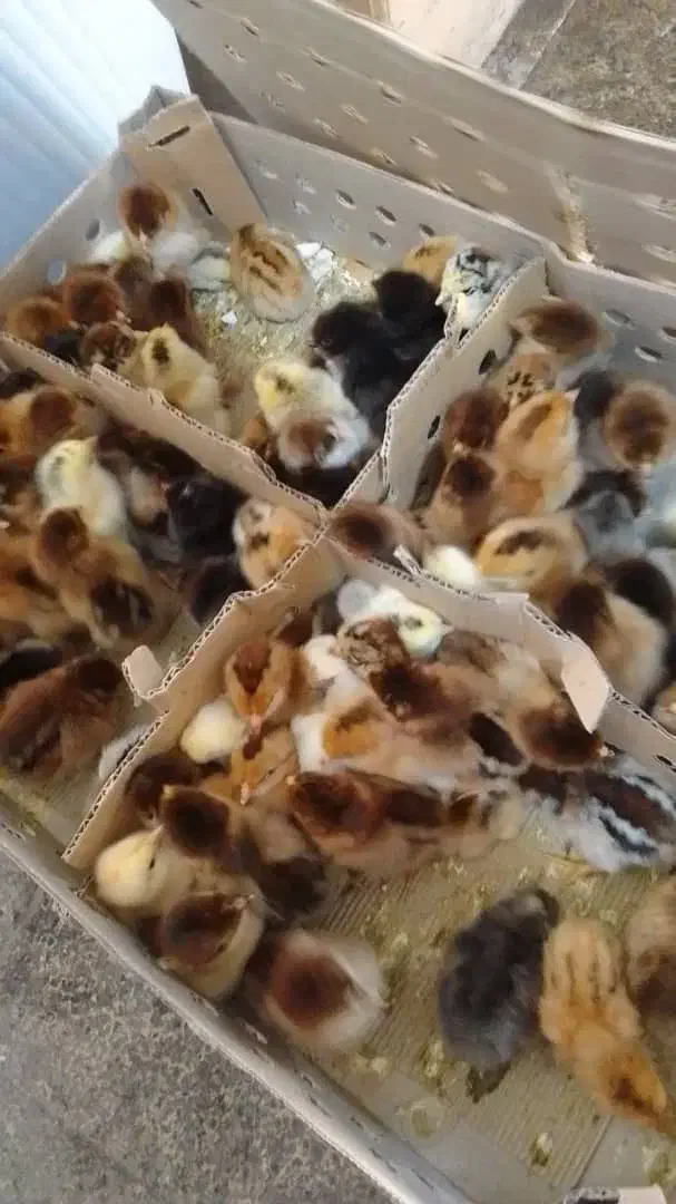 پخش انواع اردک پکنی بوقلمون جوجه رنگی محلی غاز|حیوانات مزرعه|تهران, مظاهری|دیوار