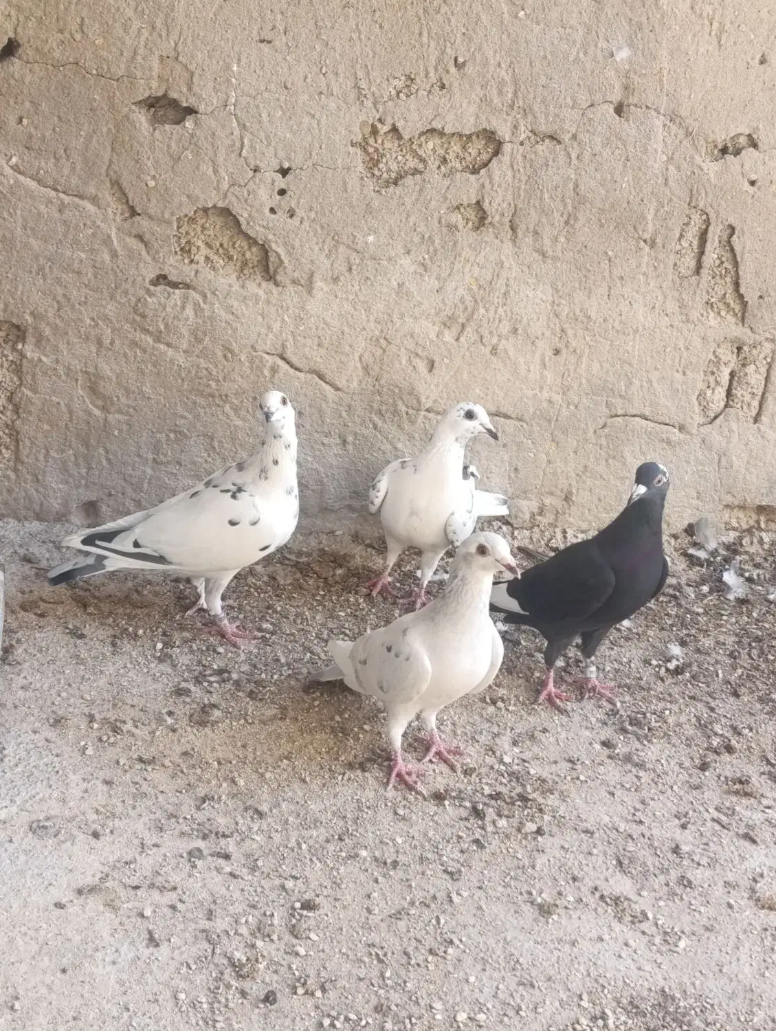 کبوتر|پرنده|برازجان, |دیوار