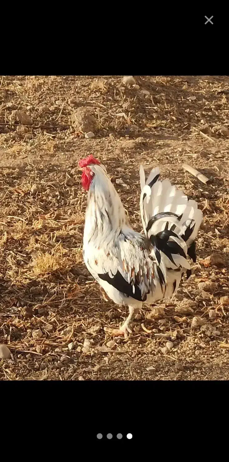 بوقلمون نر|حیوانات مزرعه|ورامین, شهرک ولیعصر|دیوار