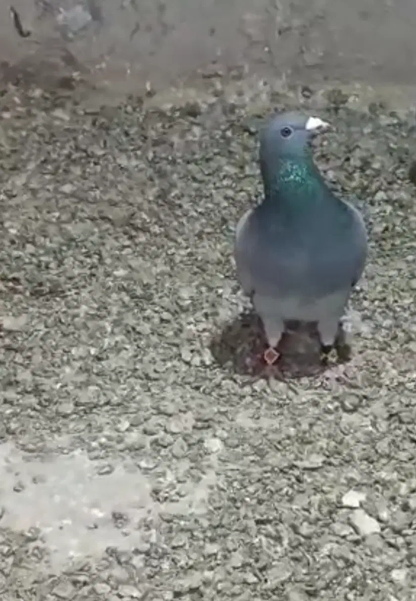 گمشده|حیوانات|کرباسک, |دیوار