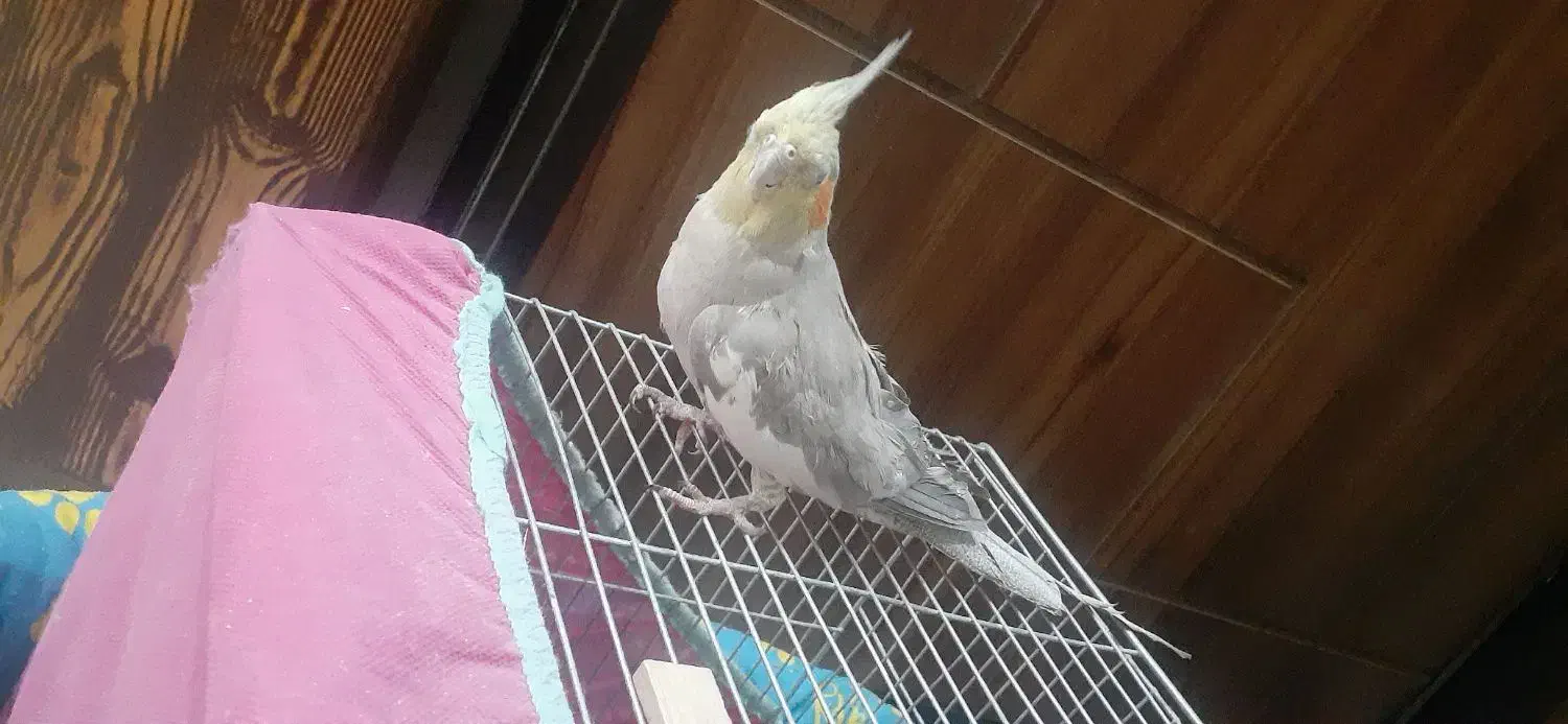 جفت عروس هلندی مولد|پرنده|شیراز, شهرک رضوان|دیوار