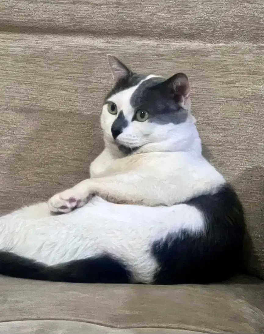 واگذاری گربه زیبا و تپل|گربه|رشت, انصاری|دیوار