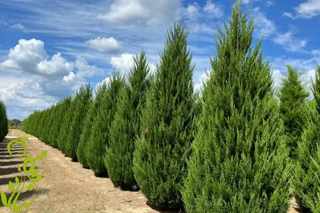 هرس و باغبانی|خدمات باغبانی و درختکاری|رشت, توشیبا|دیوار